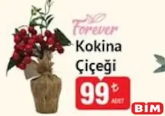 FOREVER KOKİNA ÇİÇEĞİ fiyat ve kampanya bilgisi